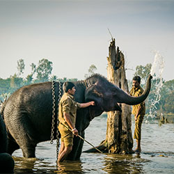 Sakrebayalu Elephant Camp in Shimoga