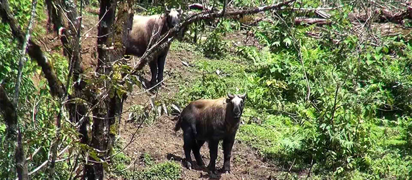 Sakteng Wildlife Sanctuary