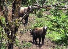 Sakteng Wildlife Sanctuary in Trashigang