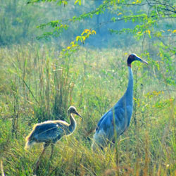 Salim Ali Bird Sanctuary in Goa