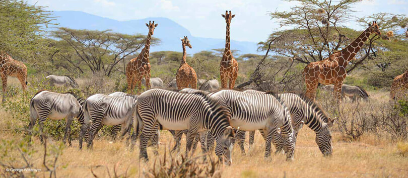 Samburu National Reserve