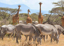 Samburu National Reserve in Garissa