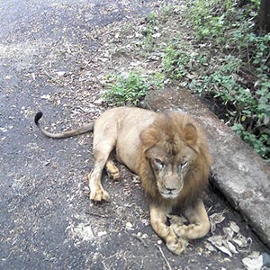 Sanjay Gandhi National Park