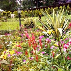 Saramsa Garden in Gangtok