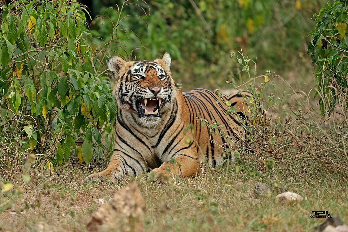 Sariska Tiger Reserve in Sariska