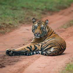 Sariska Tiger Reserve in Alwar