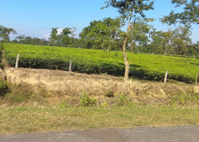 Sarumechlow and Bormechow Maidam in Dibrugarh