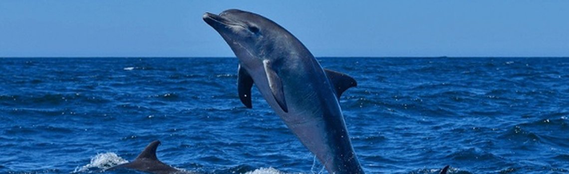 Satapada Dolphin Sanctuary in Chilika