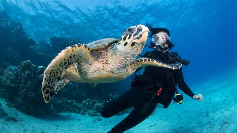 Scuba Diving in Marsa Alam in Marsa Alam