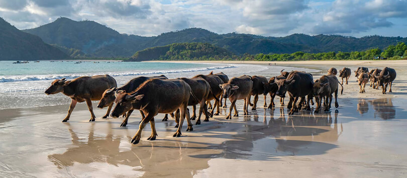 Selong Belanak Beach