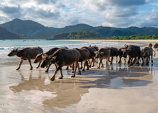 Selong Belanak Beach in Lombok