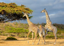 Selous National Park