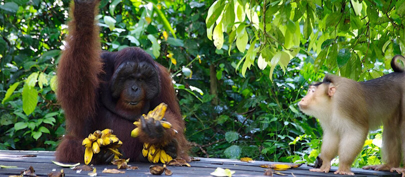 Sepilok Orang Utan Sanctuary