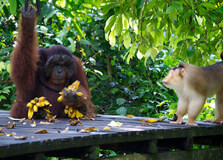Sepilok Orang Utan Sanctuary in Sabah
