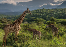 Serengeti National Park