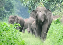 Sessa Orchid Sanctuary in Kameng