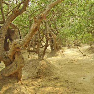 Seva Kunj and Nidhiban Vrindavan