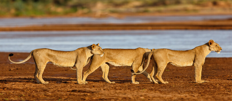 Shaba National Reserve