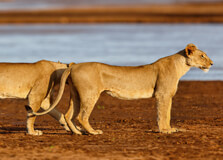 Shaba National Reserve in Garissa