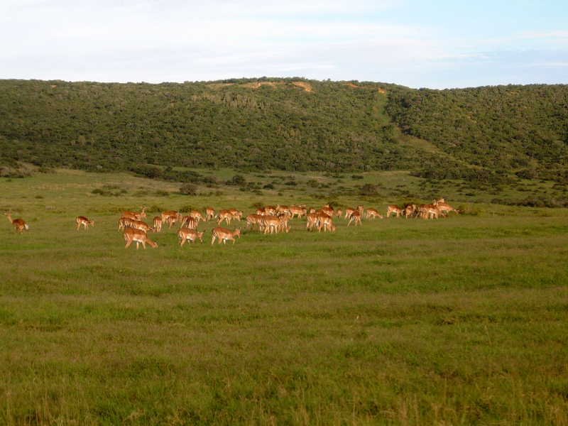 Shamwari Game Reserve in Eastern Cape