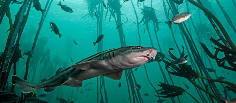 Shark Dive Tour
