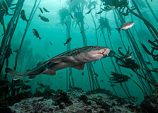 Shark Dive Tour in Western Cape