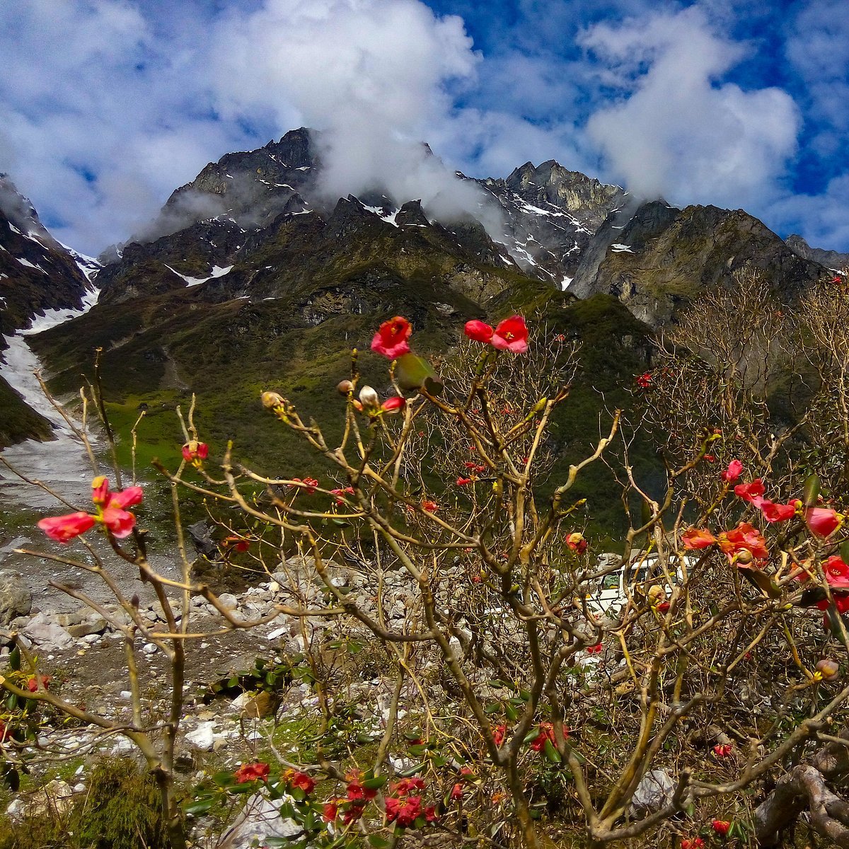 Shingba Rhododendron Sanctuary in Yumthang