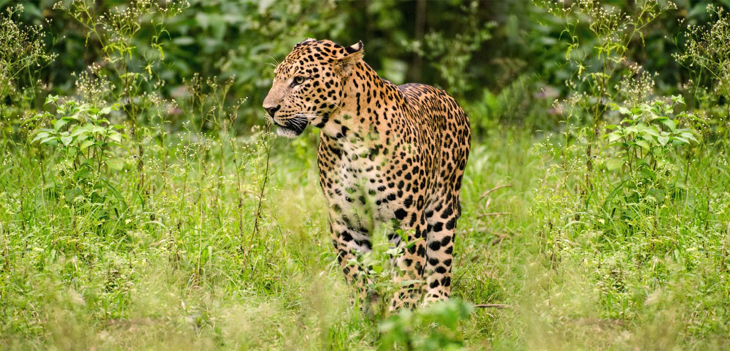Shoolpaneshwar Wildlife Sanctuary in Narmada