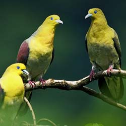 Siju Bird Sanctuary in Tura