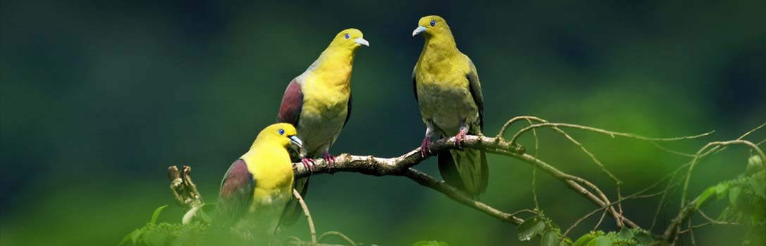 Siju Bird Sanctuary