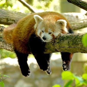 Singalila National Park