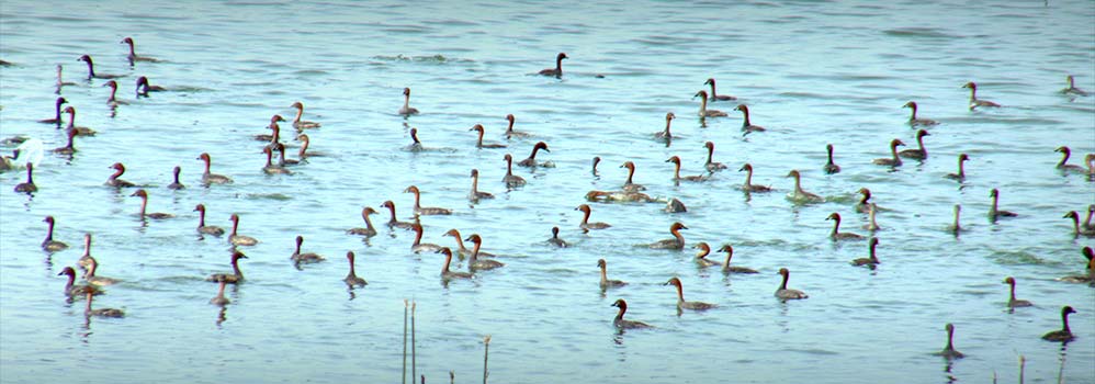 Singanallur Lake