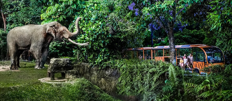 Singapore Night Safari