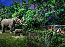 Singapore Night Safari