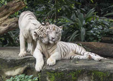 Singapore Zoo