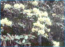 Singba Rhododendron Sanctuary,Shingba Rhododendron