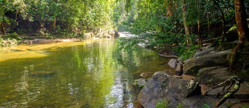 Sinharaja Forest Reserve