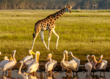 Soysambu Conservancy in Nakuru
