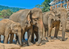 Sri Dalada Maligawa in Pinnawala