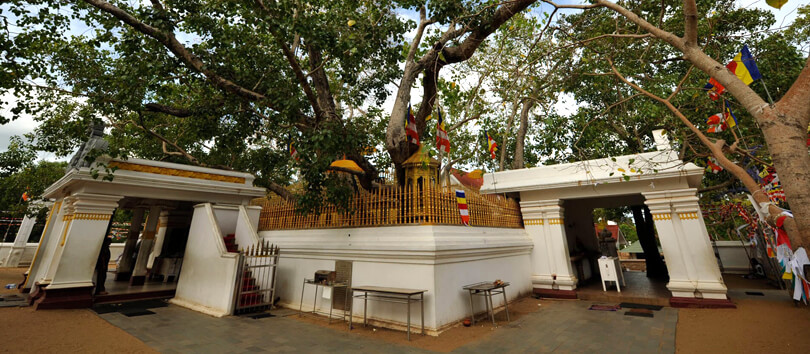 Sri Maha Bodhi