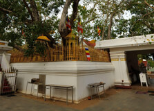 Sri Maha Bodhi in Anuradhapura