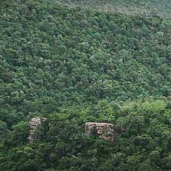 Sri Venkateswara National Park in Tirupati