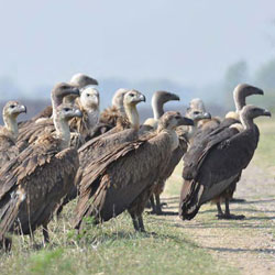 Suhaildev Wildlife Sanctuary in Shravasti