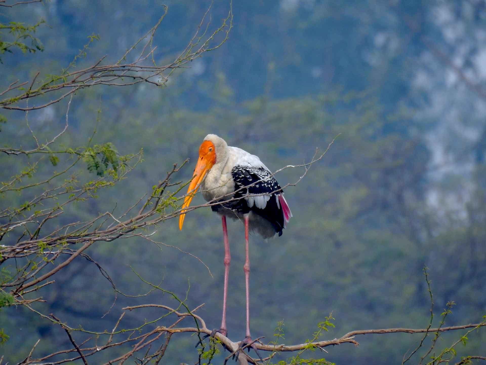 Sultanpur Bird Sanctuary in Manesar Village