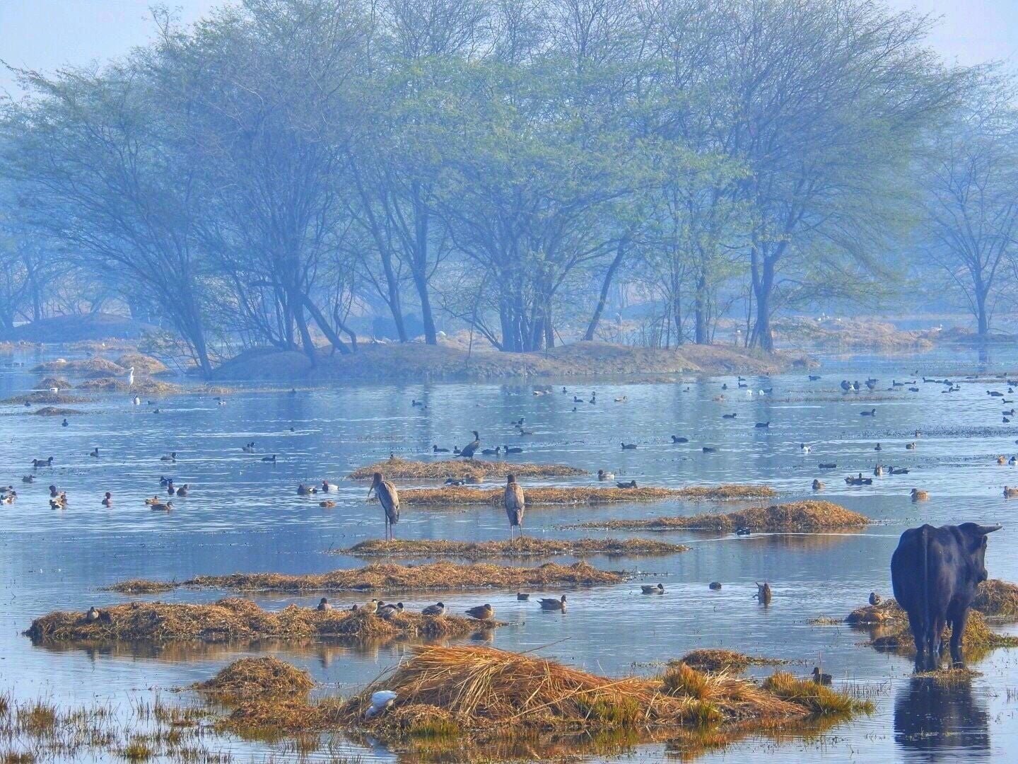 Sultanpur National Park in Rewari