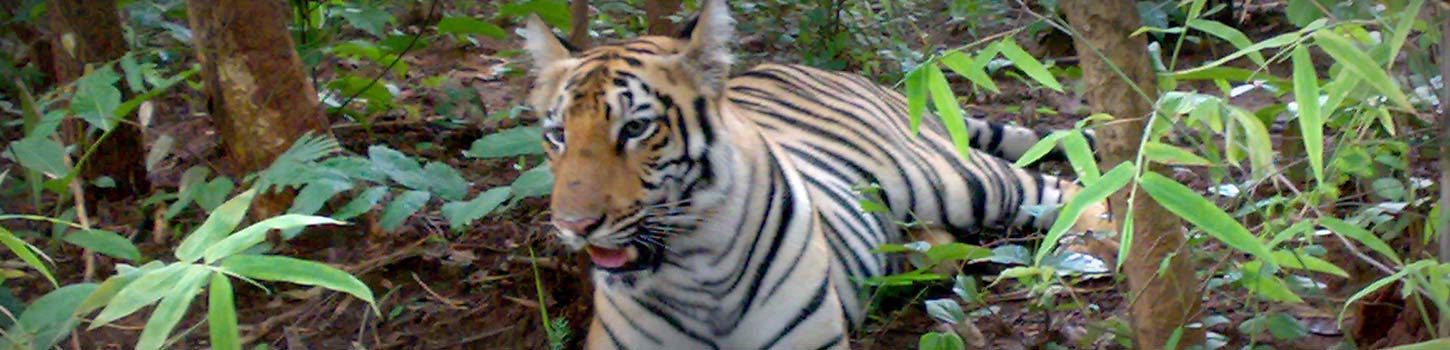 Tadoba Andhari Tiger Project