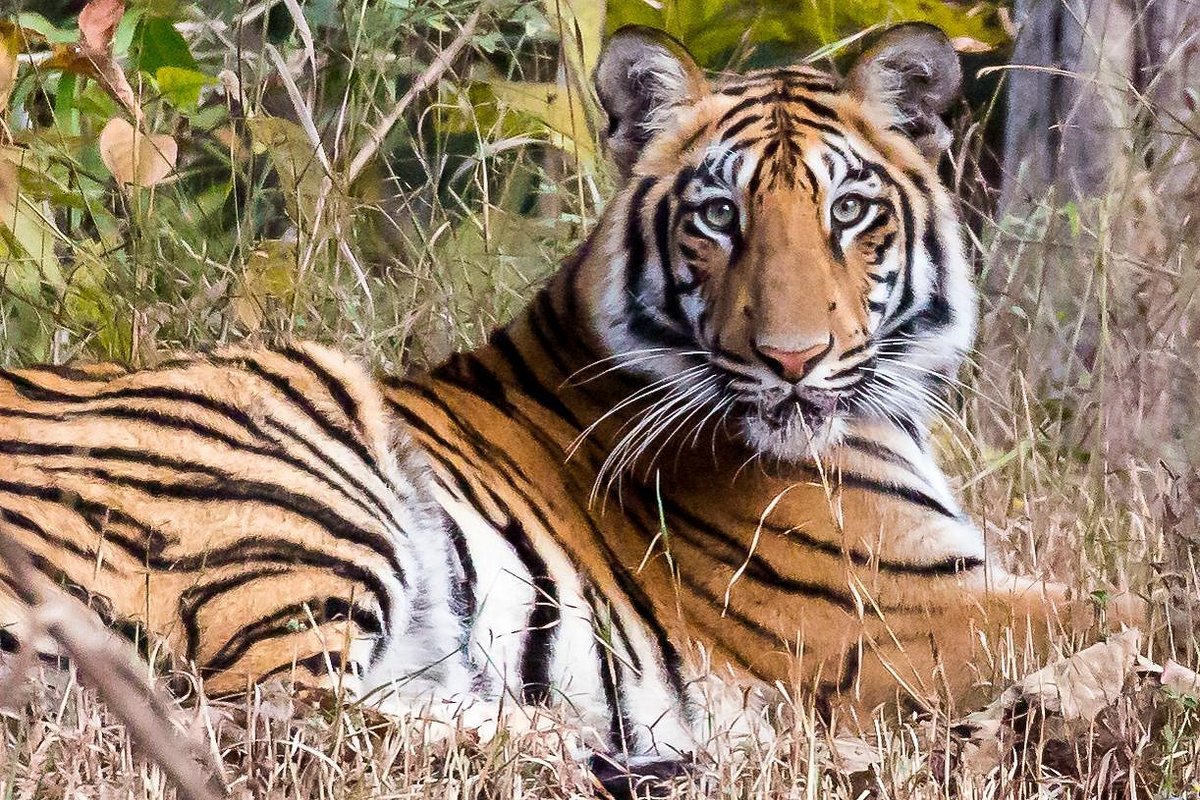 Tadoba Andhari Tiger Reserve in Chandrapur