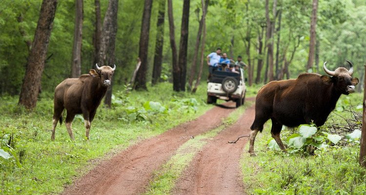 Tadoba National Park in Nagpur