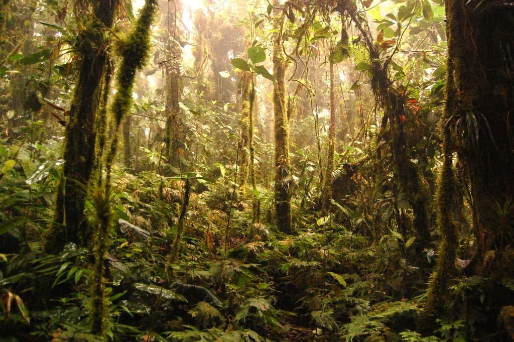 Tafua Peninsula Rainforest Preserve in Savaii Island