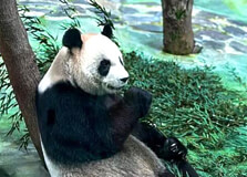 Taipei Zoo in Taipei